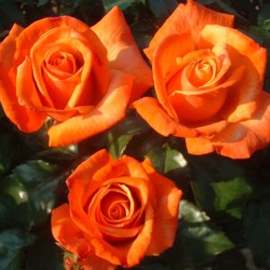 Remember Me rose | Orange Hybrid Tea | Gardenroses.co.uk