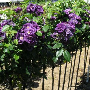 Rhapsody in Blue standard rose | Purple Floribunda | Gardenroses.co.uk
