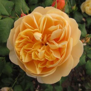 Roald Dahl rose | Apricot Shrub | Gardenroses.co.uk