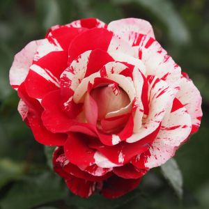 Rock and Roll standard rose | Striped Hybrid Tea | Gardenroses.co.uk