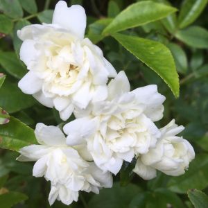 Rosa Banksia Alba Plena