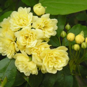 Rosa Banksia Lutea rose | Yellow Rambler | Gardenroses.co.uk