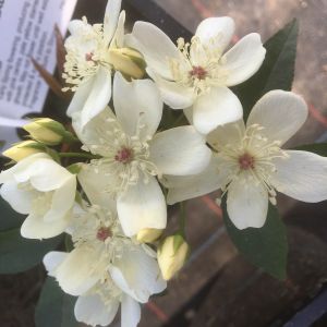 Rosa Banksia Normalis rose | White Rambler | Gardenroses.co.uk