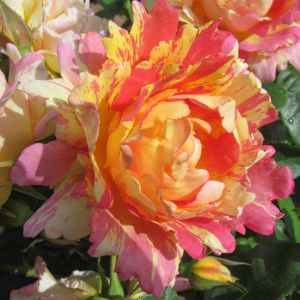 Rose Des Cisterciens rose | Striped Hybrid Tea | Gardenroses.co.uk