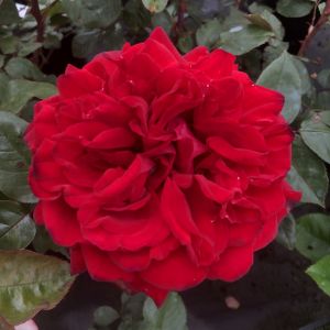 Ruby Wedding Anniversary - Red Floribunda - Gardenroses.co.uk