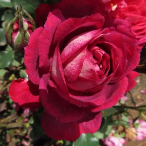 Sam's Rose | Burgundy Shrub | Gardenroses.co.uk