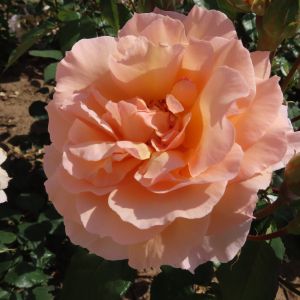 Sandra's Sensation Rose - Peach/Apricot Floribunda Rose - Gardenroses.co.uk