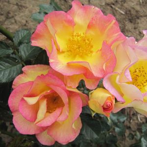 Scented Garden rose | Pink and Yellow Shrub | Gardenroses.co.uk