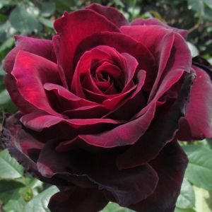 Sealed with a Kiss rose | Dark Velvet Hybrid Tea | Gardenroses.co.uk