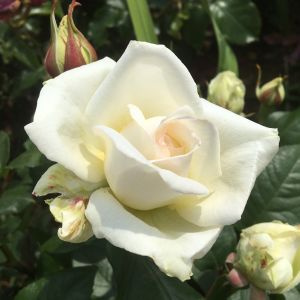 Serenity rose | White Hybrid Tea | Gardenroses.co.uk