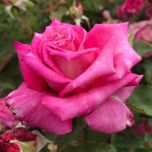 Sharon rose | Pink Hybrid Tea | Gardenroses.co.uk