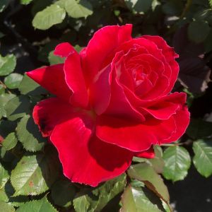 Yvonne Rose - Red/Pink Floribunda - Gardenroses.co.uk