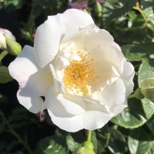 Shooting Stars - White Climbing Rose - Gardenroses.co.uk
