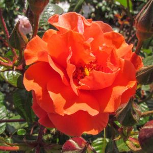 Shropshire Star rose | Orange Climber | Gardenroses.co.uk