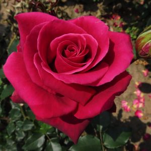 Silky Smooth Rose | Pink Hybrid Tea | Gardenroses.co.uk