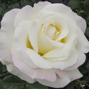 Silver Celebration rose | White Floribunda | Gardenroses.co.uk
