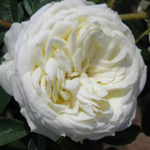 Silver Wedding Celebration rose | White Floribunda | Gardenroses.co.uk
