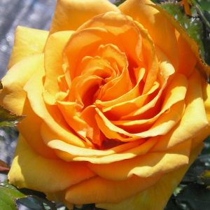 Simply The Best rose | Orange Hybrid Tea | Gardenroses.co.uk