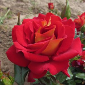 Snazzee rose | Red/Yellow Floribunda | Gardenroses.co.uk