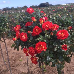 Snazzee standard rose | Red/yellow Floribunda | Gardenroses.co.uk