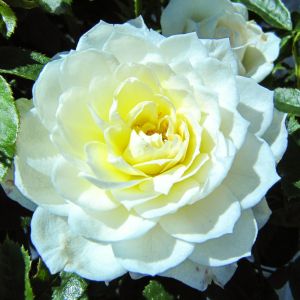 Snowcap rose | White Patio | Gardenroses.co.uk