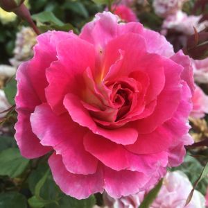 Someone Special rose | Pink Floribunda | Gardenroses.co.uk