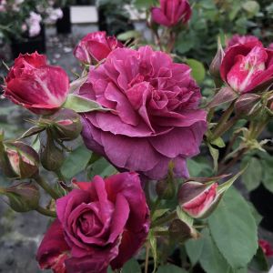 Sophie Rose - Purple Shrub Rose - Gardenroses.co.uk