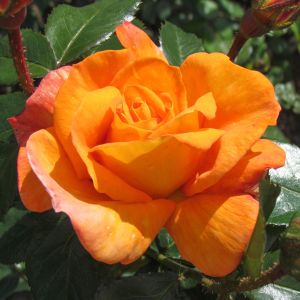 Sparkle rose | Orange Hybrid Tea | Gardenroses.co.uk