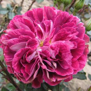 Katie rose - Pink Floribunda - Gardenroses.co.uk