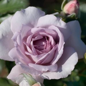 Special Event rose | Lilac Shrub | Gardenroses.co.uk