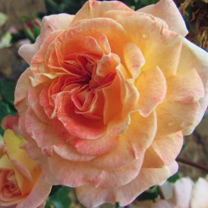 Special Grandma | Pink/Apricot Floribunda | Gardenroses.co.uk