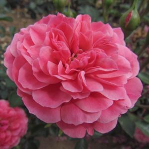 Special Son rose | Pink Floribunda | Gardenroses.co.uk