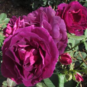 Special Brother rose | Purple Floribunda | Gardenroses.co.uk