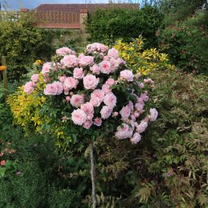 Special Friend standard rose | Pink Patio | Gardenroses.co.uk