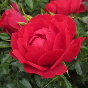 Special Grandpa rose | Red Floribunda | Gardenroses.co.uk