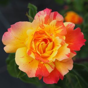 Splash Rose - Orange & Yellow Striped Floribunda - Gardenroses.co.uk