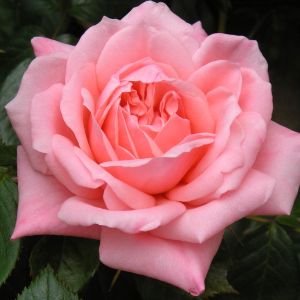 Star Performer rose | Pink Patio | Gardenroses.co.uk