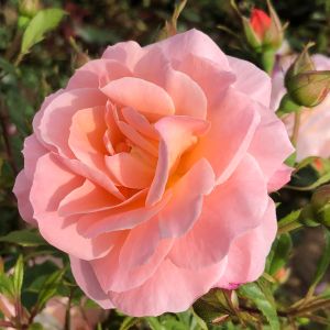 Sweet Sue Rose - Two Tone Cream/Pink Hybrid Tea - Gardenroses.co.uk