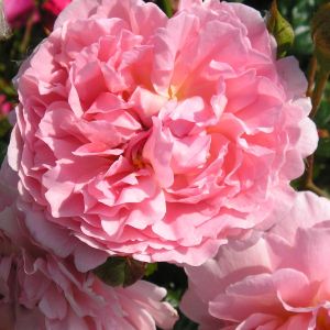 Strawberry Hill rose | Pink Climber | Gardenroses.co.uk