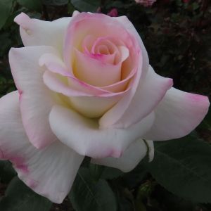 Sugar Moon rose | White and Pink Hybrid Tea | Gardenroses.co.uk