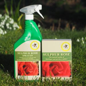 Sulphur Rose (Various Sizes)