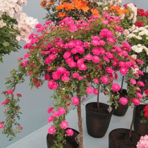 Suma weeping standard rose | Pink Ground Cover rose | Gardenroses.co.uk