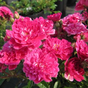 Suma rose | Pink Ground Cover rose | Gardenroses.co.uk