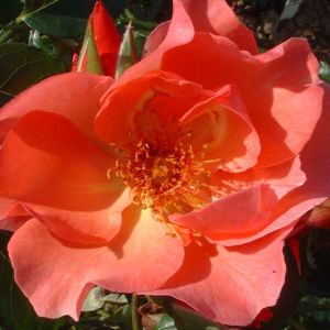 Summer Wine rose | Coral Climber | Gardenroses.co.uk