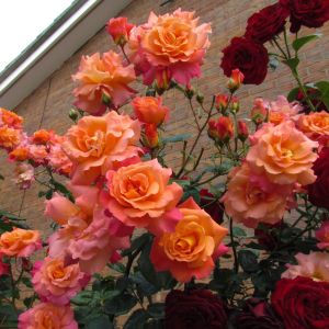 Sunrise rose | Orange Climber | Gardenroses.co.uk