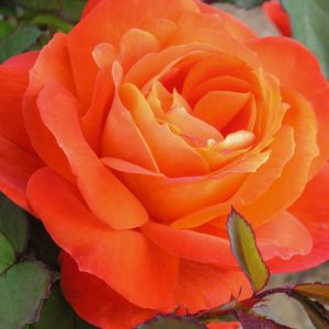 Super Trouper standard rose | Orange Floribunda | Gardenroses.co.uk