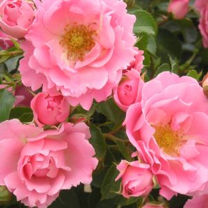 Surrey rose | Pink Ground Cover | Gardenroses.co.uk