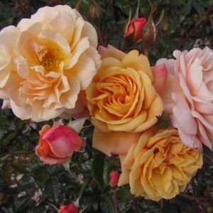 Susie rose | Peach Climber | Gardenroses.co.uk