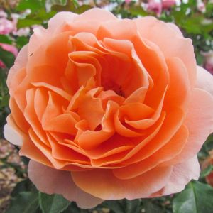 Sweet Jessica rose | Apricot Floribunda | Gardenroses.co.uk