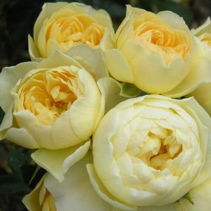 Sweet Memories rose | Lemon Patio | Gardenroses.co.uk